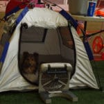 Sheltie with fan in small tent