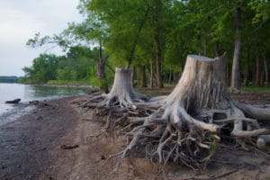 Giant tree roots line the Illinois River at Carl Spindler Marine and Campground, Peoria IL