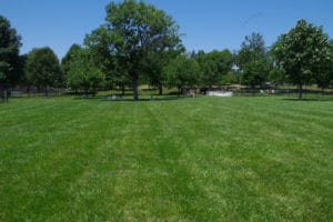 Large grassy area to run at Happy Tails Dog Park in Pekin, IL