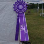 Purple PACH rosette ribbon at CACM agility trial, St Cloud MN