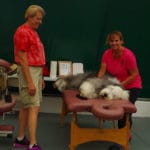 TLC Massage booth with Bearded Collie at Avanti's dome
