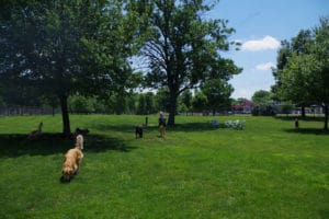 Sniffing, tail waggin' dogs at Sniffing, tail waggin' dogs at Happy Tails Dog Park, Pekin IL