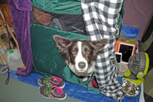Woman and Border Collie dog peering out of dog crate