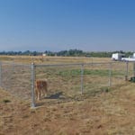 Outdoor exercise pen with Golden Retriever at Yellowstone Dog Sports, Roberts MT