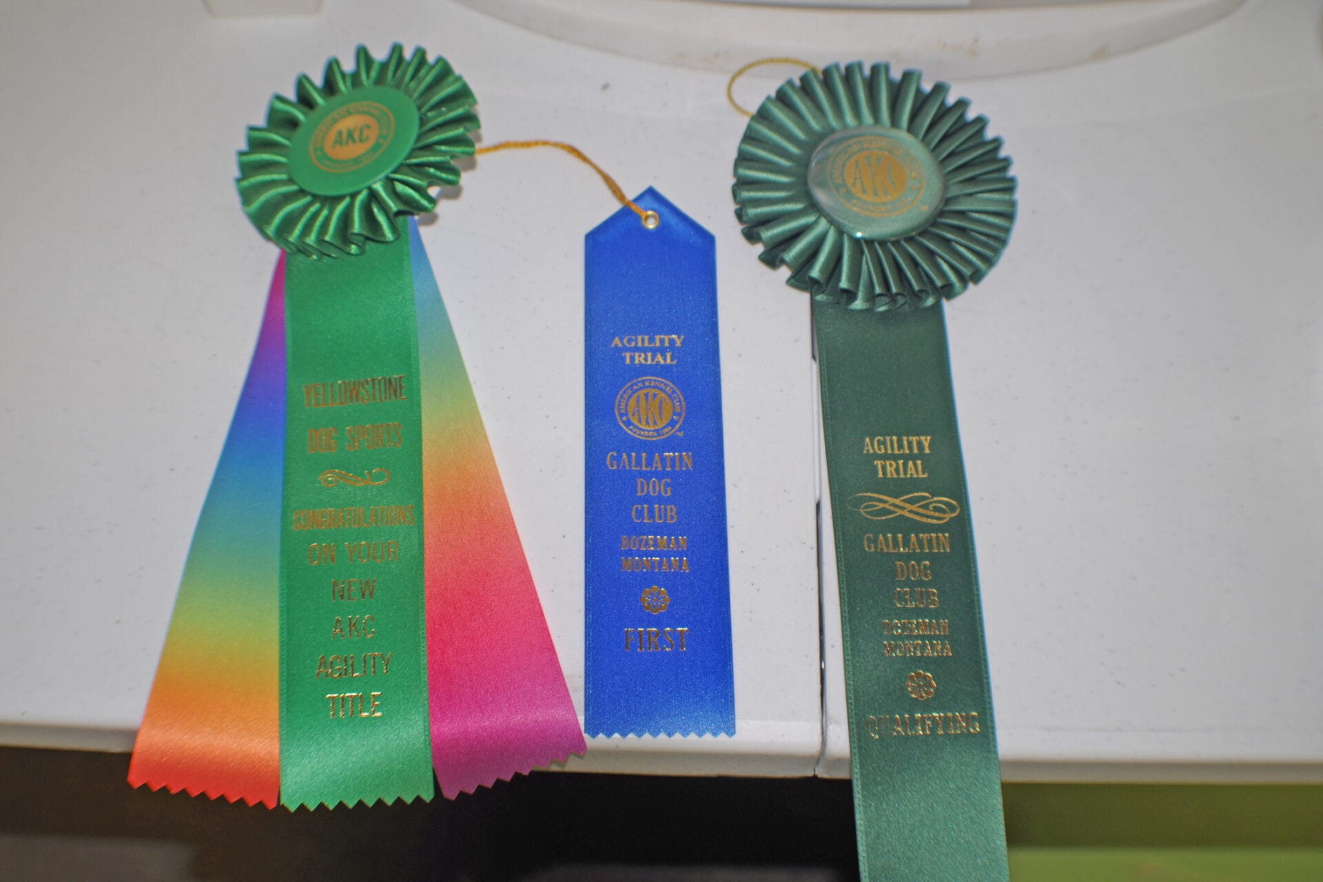 Gallatin Dog Club agility ribbons: new title, first place, and qualifying