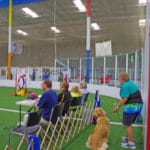 Open sided agility ring gate at Crown Sports, Eden MD