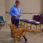 Golden Retriever with leg in brace being held by woman in blue t-shirt