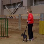 Woman and dog entering agility ring gate at MSU Livestock Pavilion, Lansing MI.