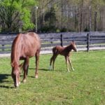 New Foal, Circle Bar C, La Grange, KY