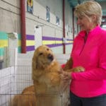 Kathy Rudolph and her large male Golden Retriever, Car Dun Al, Huntley IL