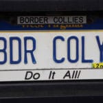 License plate that reads BDR COLY for Border Collie