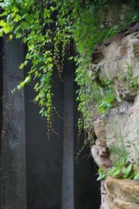 Vines hanging down sandstone cliff