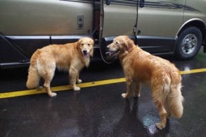 Two very wet Golden Retrievers in front of van