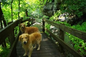 Two Golden Retrievers on board walk at Mill Creek Metro Park, Youngstown OH