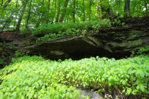 greenery enveloping cliffs at Mill Creek Metro Park, Youngstown OH