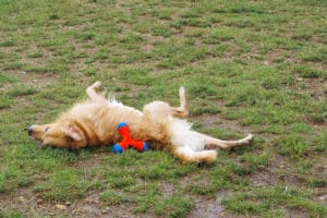 Wet Golden Retriever rolling on dog toy at Prairie Oaks MetroPark, Hilliard, OH