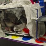 Keeshonds in crate on mat that was a Twister game