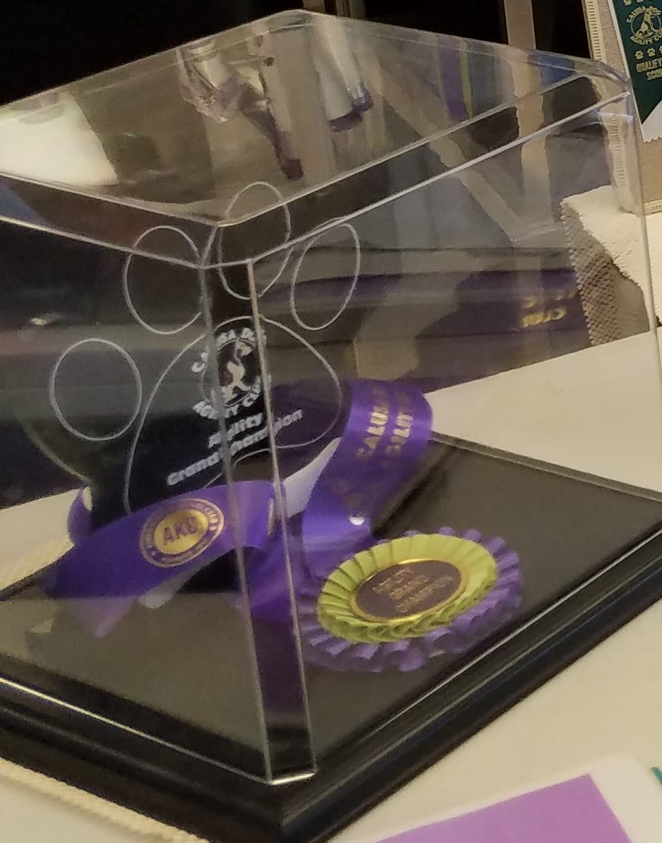 Agility grand champion award, purple ribbon inside glass box, Turner Agri-Civic Center, Arcadia FL