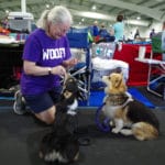 woman giving treats to her two Corgies at Ann Arbor Dog Training Club, Ann Arbor MI