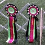 Award ribbons from Fast Times Agility at Nex Level Arena, Flemington NJ