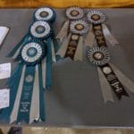 German Shorthaired Pointer Club New Title Ribbons at Middle Tennessee State University Livestock Arena, Murfreesboro TN
