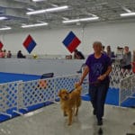 Handler and Golden Retriever Exiting their Run Fusion Pet Retreat, Minnetonka MN