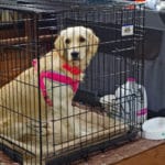Light colored, petite height Golden mix dog in crate at South St. Louis County Fairgrounds, Dirt Floor Arena, Proctor MN
