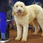 Golden Doodle smiling at camera at South St. Louis County Fairgrounds, Dirt Floor Arena, Proctor MN