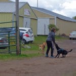 An owner with two dogs talking a walk in the dirt parking lot at South St. Louis County Fairgrounds, Dirt Floor Arena, Proctor MN