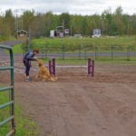 Girl talking to Golden Retriever next to agility jump in outside dirt arena at Green mesh construction fencing to make chutes out of agility ring with white folding baby gate on entrance side at South St. Louis County Fairgrounds, Dirt Floor Arena, Proctor MN