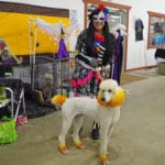 Donna Batdorff dressed for Halloween and her Poodle, Georgie, dyed yellow and orange National Equestrian Center, Lake St Louis MO
