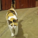 Domestic short-hair cat walking across cement floor National Equestrian Center, Lake St Louis MO