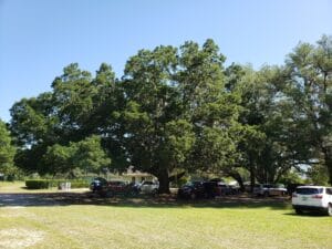 parking at paw's n que's under large oak trees