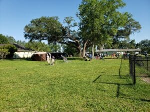 viewing area at outdoor agility trial in williston fl