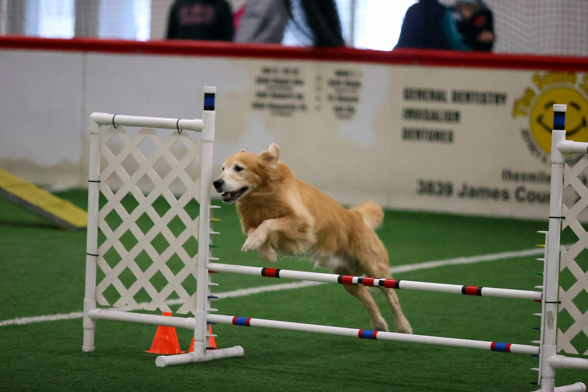 golden retriever taking jump at agility trial