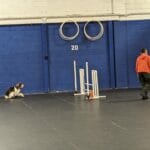 cocker spaniel starting its run - cudahy kennel club agility trial, st. francis, wi