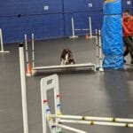 cocker spaniel sniffing broad jump - cudahy kennel club agility trial, st. francis, wi