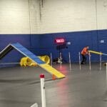 cocker spaniel exiting tunnel - cudahy kennel club agility trial, st. francis, wi