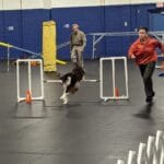 cocker spaniel on final jump - cudahy kennel club agility trial, st. francis, wi