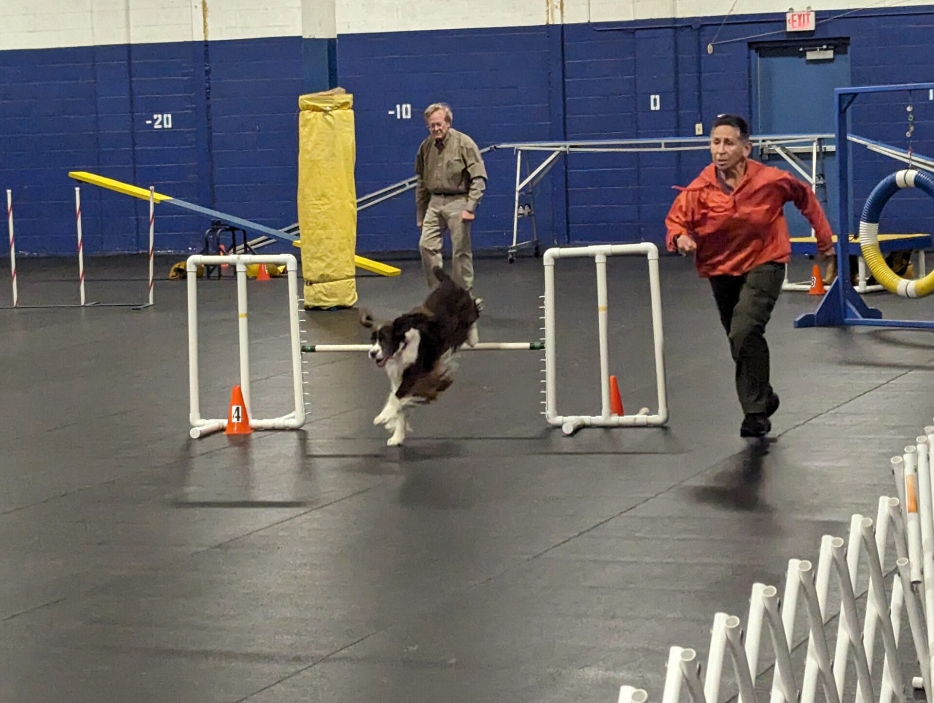cocker spaniel on final jump - cudahy kennel club agility trial, st. francis, wi