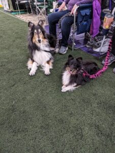 full size collie next to miniature shepherd almost look alikes