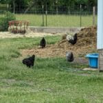 3 chickens and a rooster - agility at the farm, campton hills, il