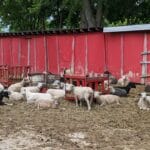 more sheep in paddock - agility at the farm, campton hills, il