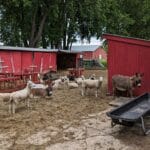 sheep and 2 donkeys in paddock - agility at the farm, campton hills, il