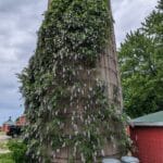 silo with lavendar flowers crawling around and up it - agility at the farm, campton hills, il